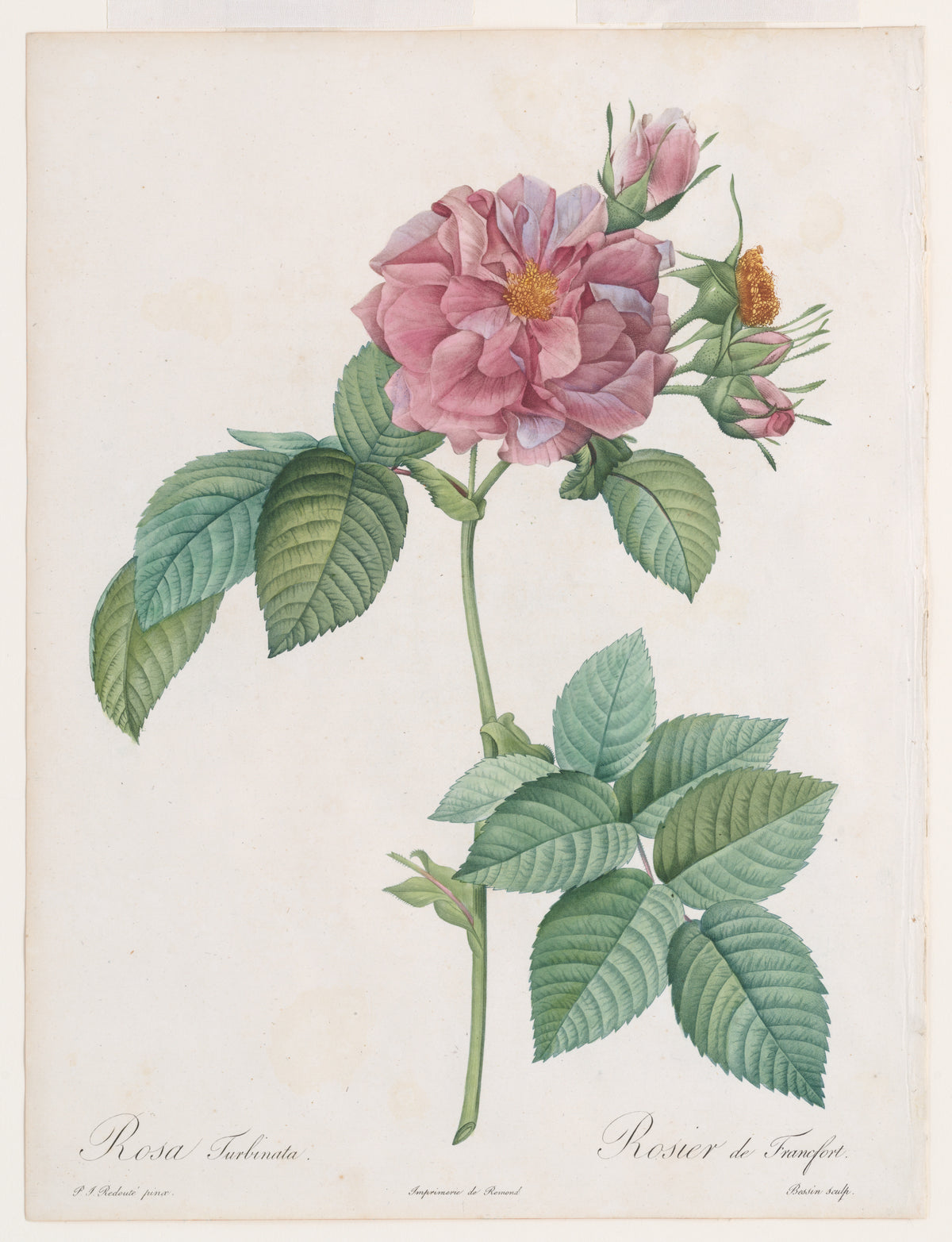 Rose « Impératrice Joséphine » de Redouté (1817-1824), reproduction en affiche d'art