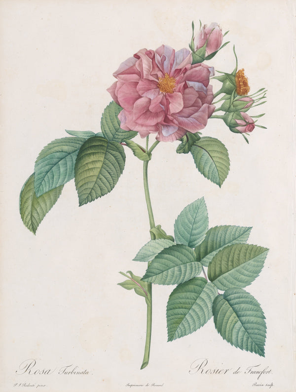 Rose « Impératrice Joséphine » de Redouté (1817-1824), reproduction en affiche d'art