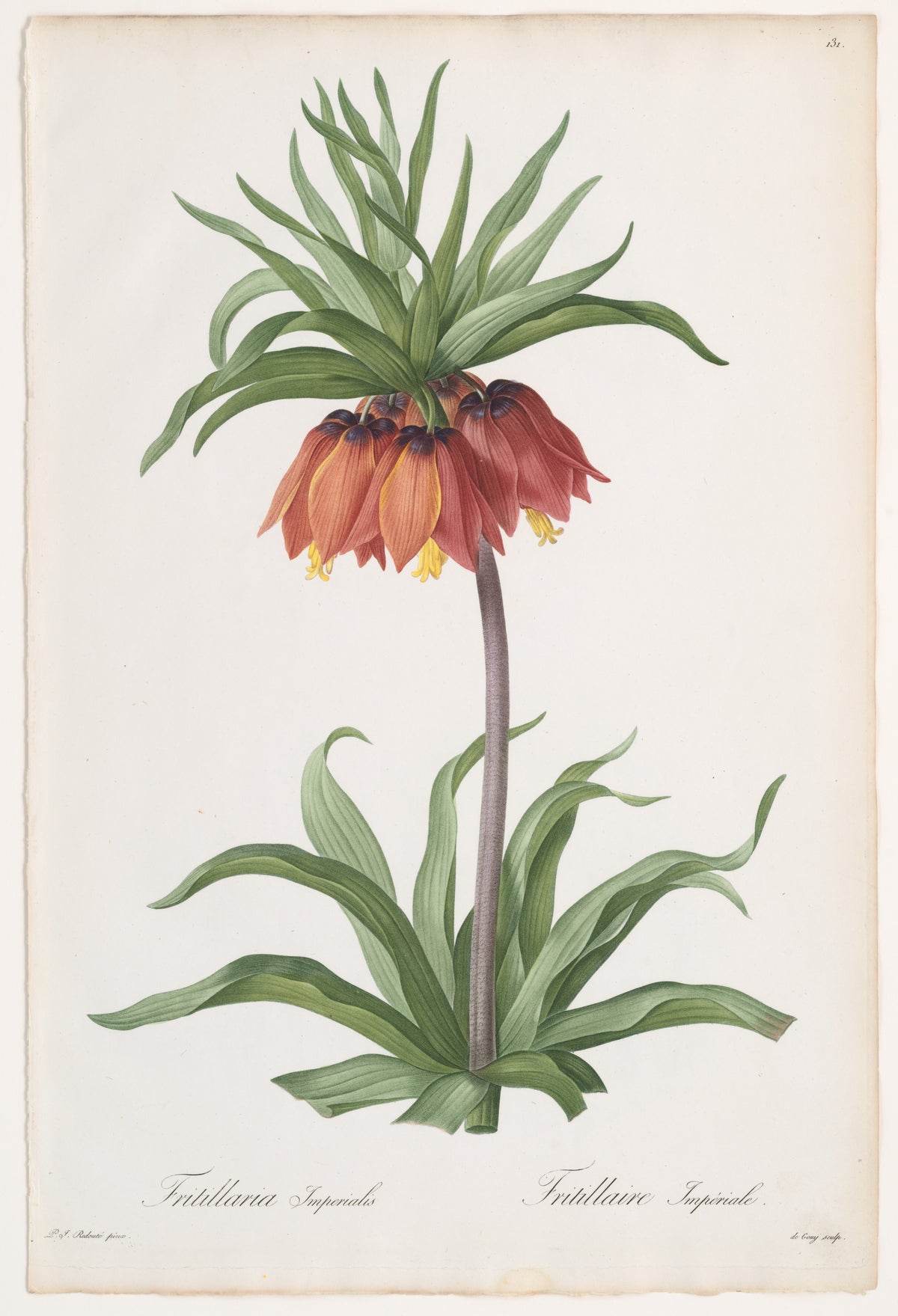 Couronne impériale de Redouté (1802-1816), reproduction en affiche d'art