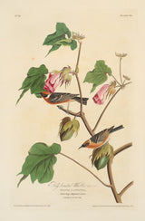 La Paruline à poitrine baie – Audubon