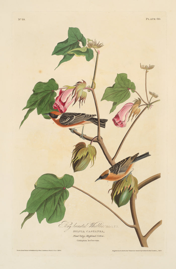 La Paruline à poitrine baie – Audubon