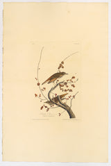 La Grive solitaire – Audubon
