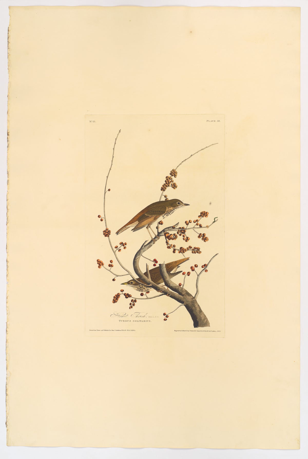 La Grive solitaire de Audubon (1829), reproduction en affiche d'art