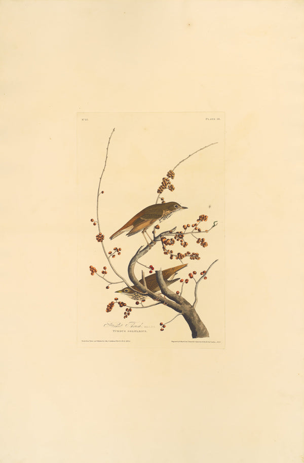 La Grive solitaire de Audubon (1829), reproduction en affiche d'art