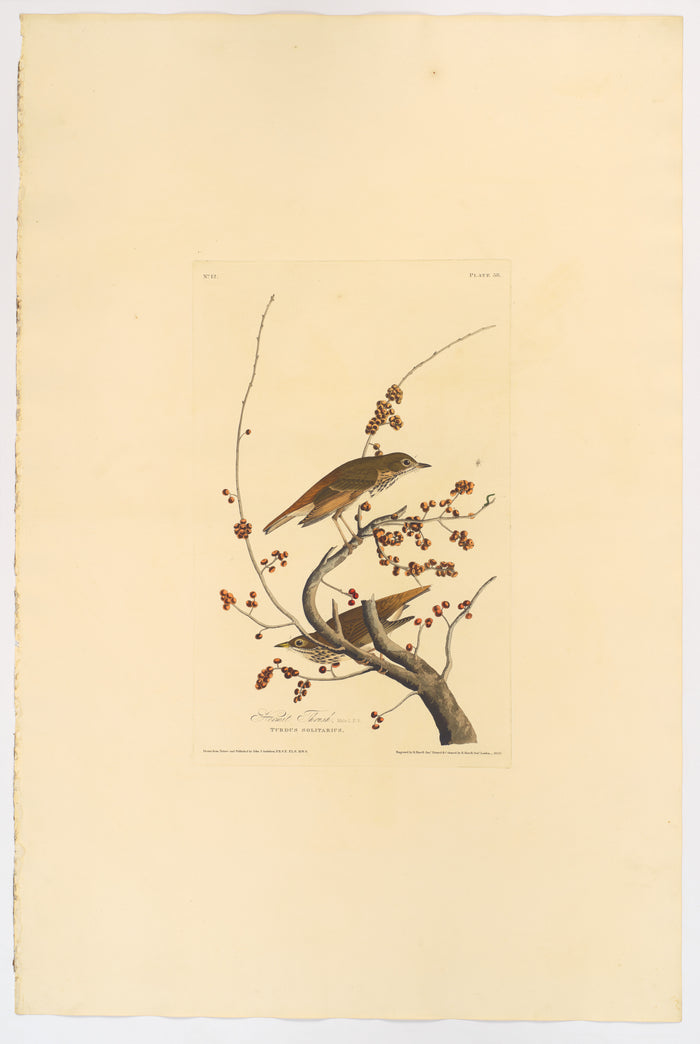 La Grive solitaire – Audubon