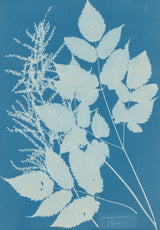 Spiraea aruncus (Tyrol) – Anna Atkins