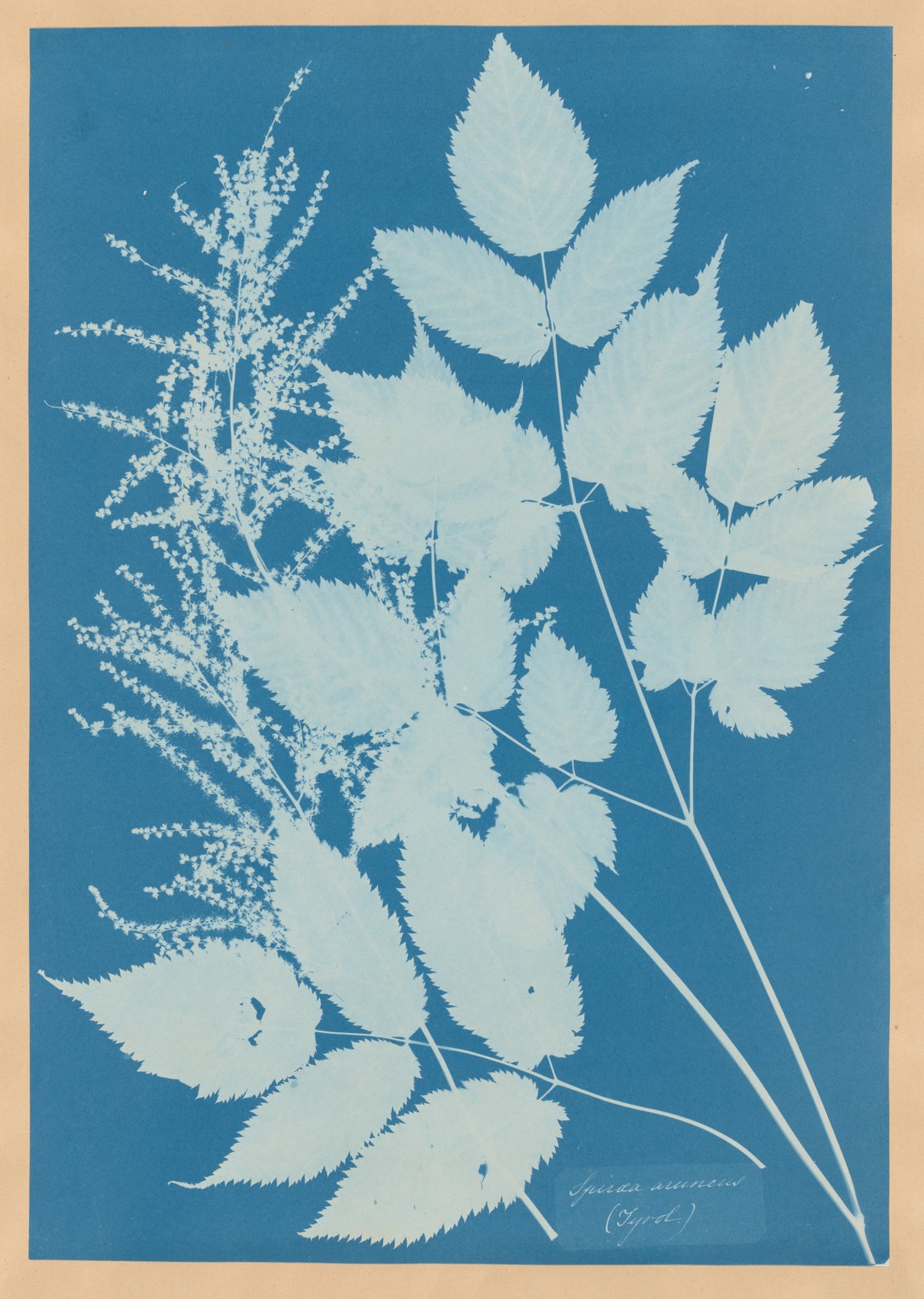 Spiraea aruncus (Tyrol) de Anna Atkins (1851-1854), reproduction en affiche d'art